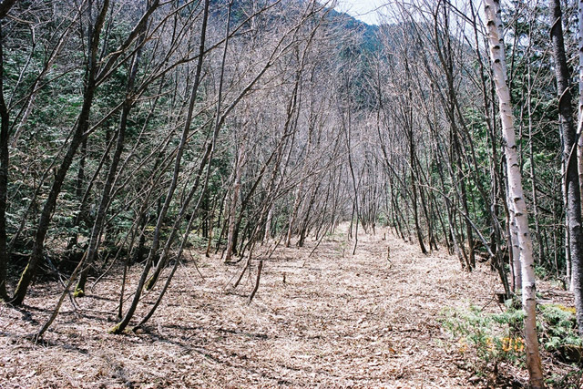 ��������X�ѓS��,�V����ԏ�,�ѓS,�p����