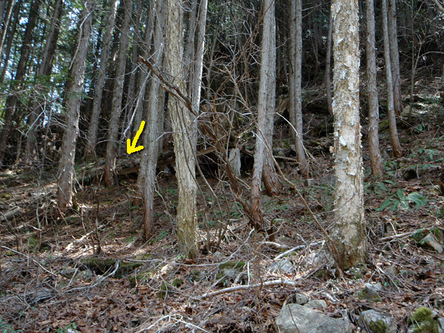 ��������X�ѓS��,�V����ԏ�,�p����,�ѓS