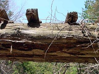 �ؑ]�X�ѓS�����������,�ѓS,�p����,�ؑ���,�g���b�R�O����,�V��