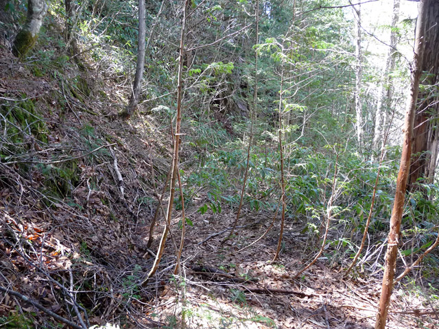 �ؑ]�X�ѓS�����������,�ѓS,�p����,�ؑ]�X�ъǗ���,�ѓ�,�i���[�O��