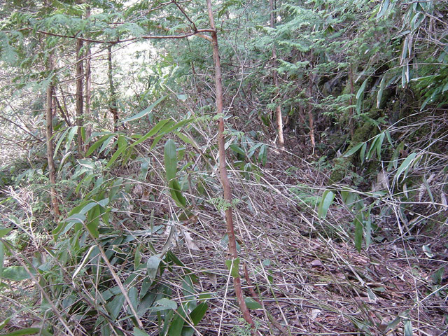 �ؑ]�X�ѓS�����������,�ѓS,�p����,����c�я�,����,�O����