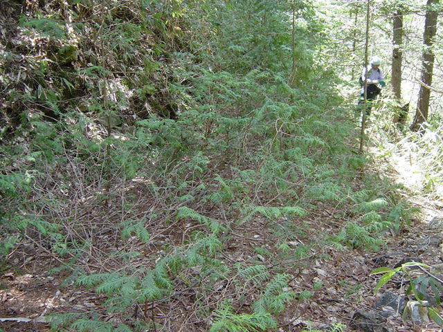 �ؑ]�X�ѓS�����������,�ѓS,�p����,�ѓ�,����,�؍މ^���O����