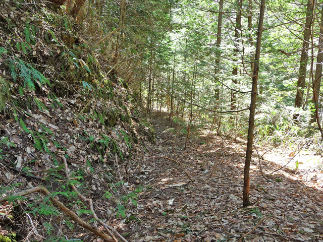 �ؑ]�X�ѓS�����������,�ѓS,�p����,���ꑺ,����,�i���[�O��