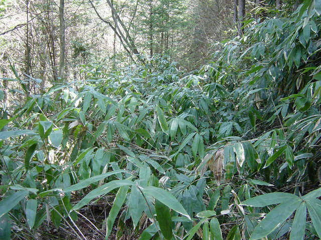 �ؑ]�X�ѓS�����������,�ѓS,�p����,�G���v��,���M�n��,�i���[�O��