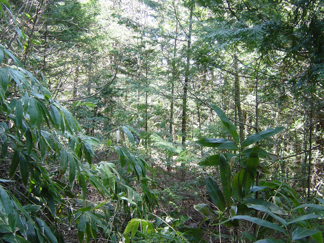 �ؑ]�X�ѓS�����������,�ѓS,�p����,����c�я�,���M�n��,�g���b�R�O��