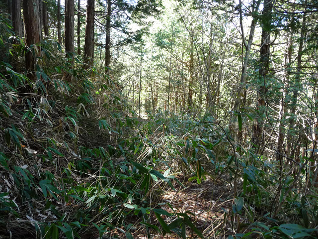 �ؑ]�X�ѓS�����������,�ѓS,�p����,���ꑺ,�ѓ�,�g���b�R�O��