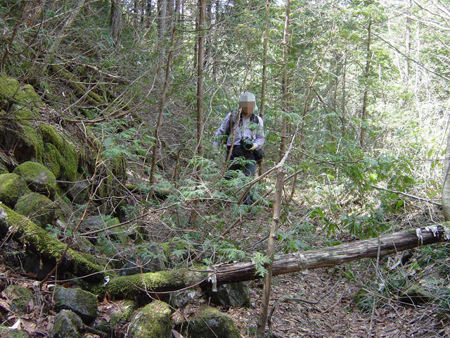 �ؑ]�X�ѓS�����������,�ѓS,�p����,���ꑺ,�Ί_,�i���[�O���@