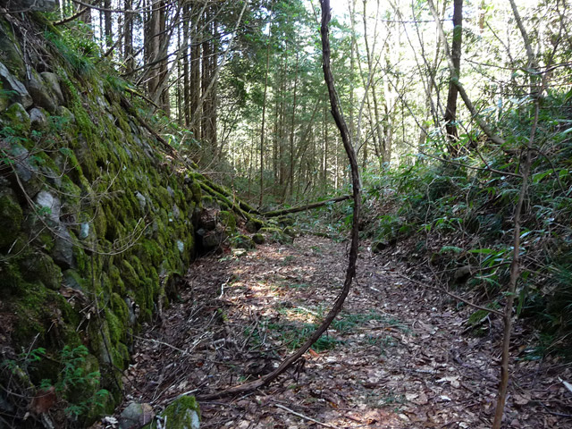 �ؑ]�X�ѓS�����������,�ѓS,�p����,���ꑺ,�Ί_,�i���[�O���@