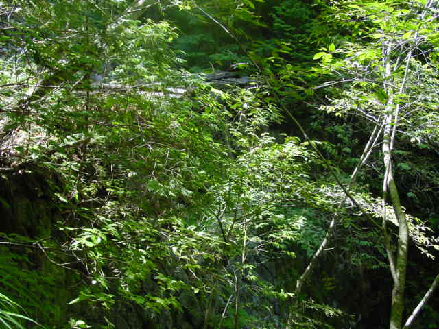 �ؑ]�X�ѓS�����������,�ѓS,�p����,�J��,�؋�,�V�΂̋G��,�i���[�O����