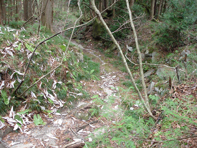 �����X�ѓS���u�������؎��Ə��v