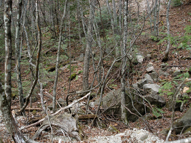 �����X�ѓS���u���񖔑򋴗��[�������6�������v