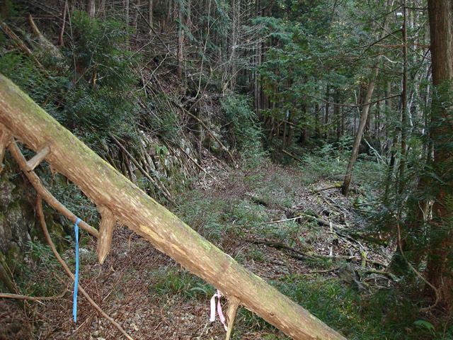 �����X�ѓS���u�������6�������[���򋴗��v