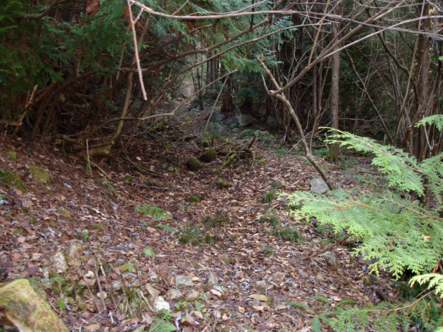 �����X�ѓS���u�K������[���򋴗��v