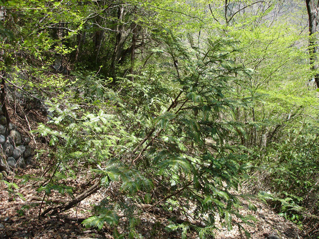 �ؑ]�쉈�ݐX�ѓS����K��,�ѓS,�p����,�؍މ^���O����,�H��,����