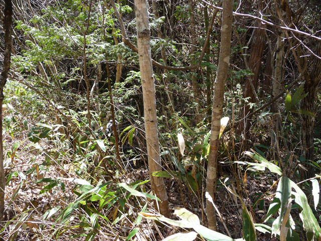 �������X�ѓS��,������,�ѓS,�p����,�ؑ]�X