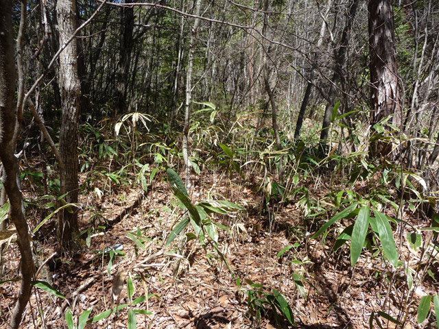 �ؑ]�X�ѓS����������,�ѓS,�p����,����