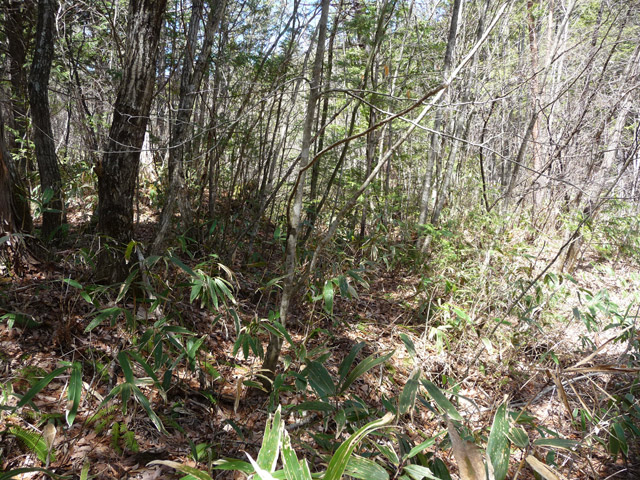 �ؑ]�X�ѓS����������,�ѓS,�p����,����