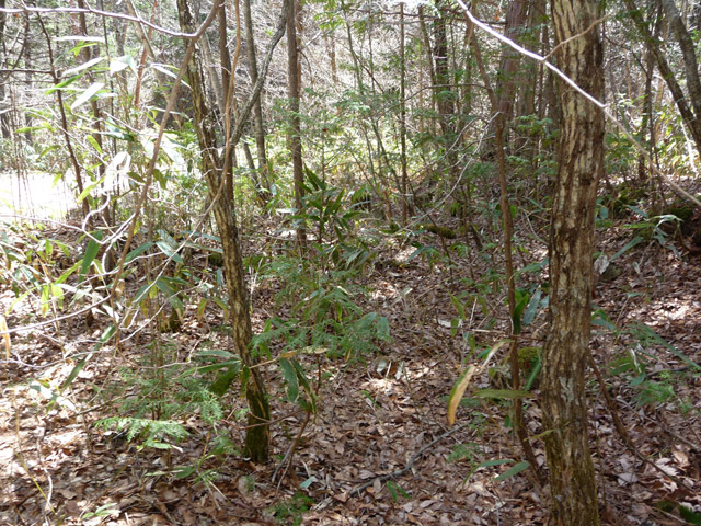 �ؑ]�X�ѓS����������,�ѓS,�p����,����