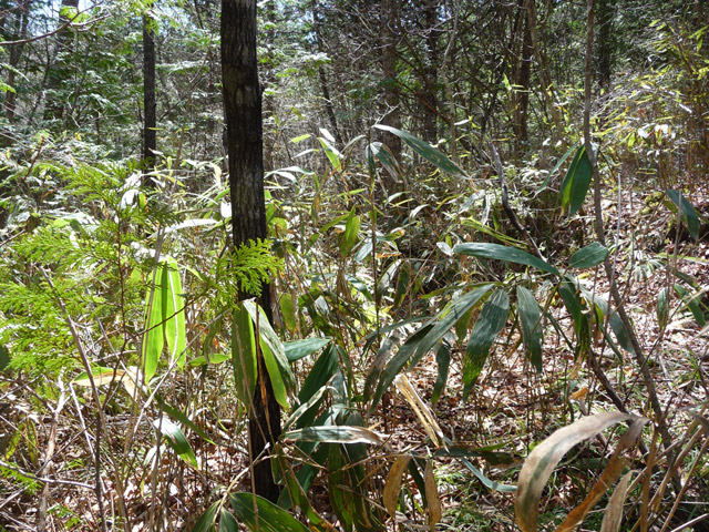 �������X�ѓS��,������,�ѓS,�p����,�ؑ]�X