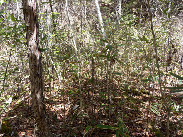 �������X�ѓS��,������,�ѓS,�p����,�ؑ]�X