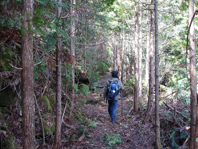 ����X�ѓS��,�ѓS,�p����,�㏼�c�я�,�O����