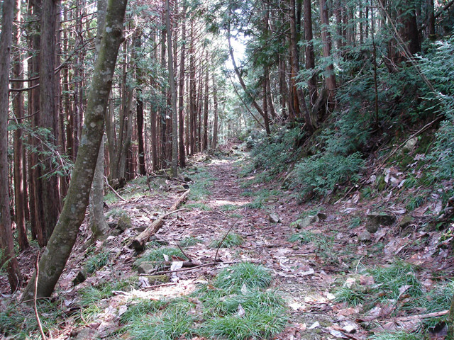 ����X�ѓS��,�ѓS,�p����,�㏼�c�я�,�O����