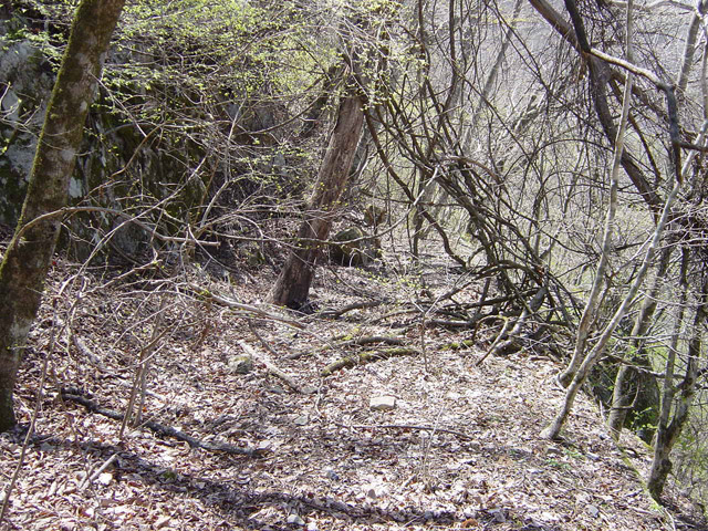 �ؑ]�X�ѓS�������,�ѓS,�p����,�㏼�^�A�c�я�,�H��,����