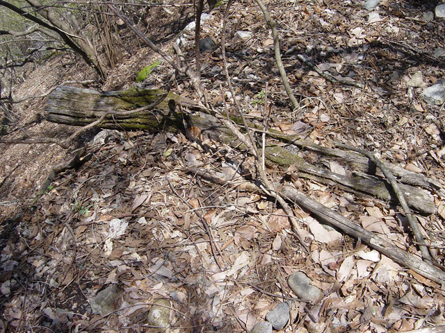 �ؑ]�X�ѓS�������,�ѓS,�p����,����,�c�я��O��,����