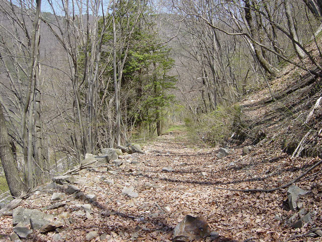 �ؑ]�X�ѓS�������,�ѓS,�p����,�i���[�O����,����,�H��