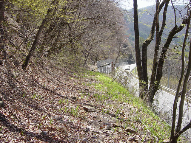 �ؑ]�X�ѓS�������,�ѓS,�p����,�i���[�O����,����,����