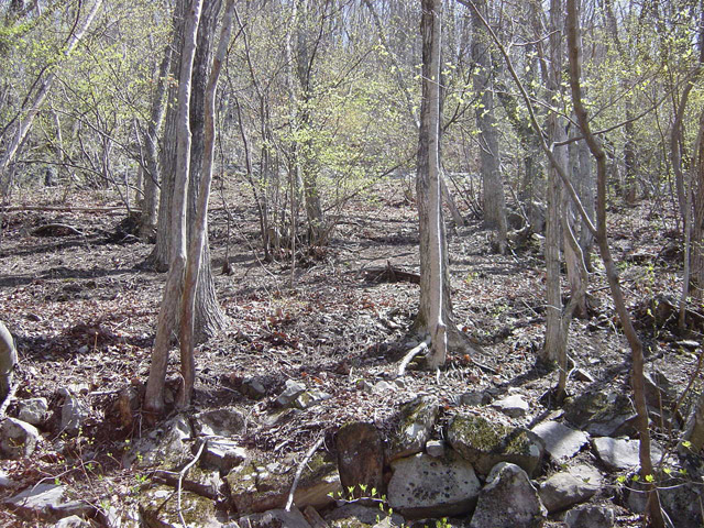 �ؑ]�X�ѓS�������,�ѓS,�p����,�c�я��O����,����,�t�֐�