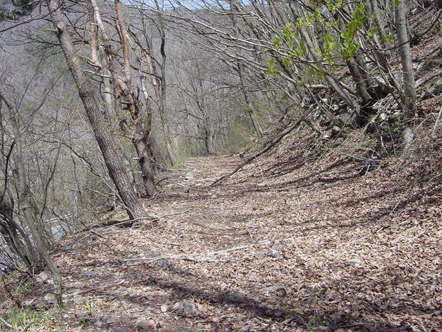 �ؑ]�X�ѓS�������,�ѓS,�p����,�c�я��O����,����,�i���[�Q�[�W