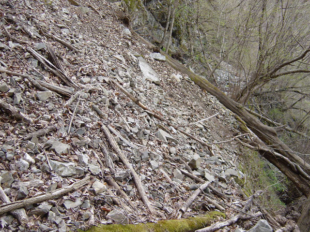 ����X�ѓS��,�ѓS,�p����,���[���P��,�ؑ]�X,�^�ޑ��,�艟��