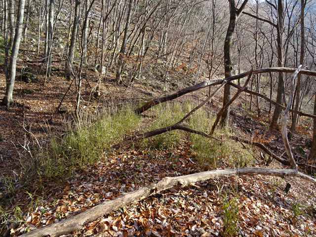 ����ѓS,�X�ѓS��,�p����,�z���,�H��,1�����O��