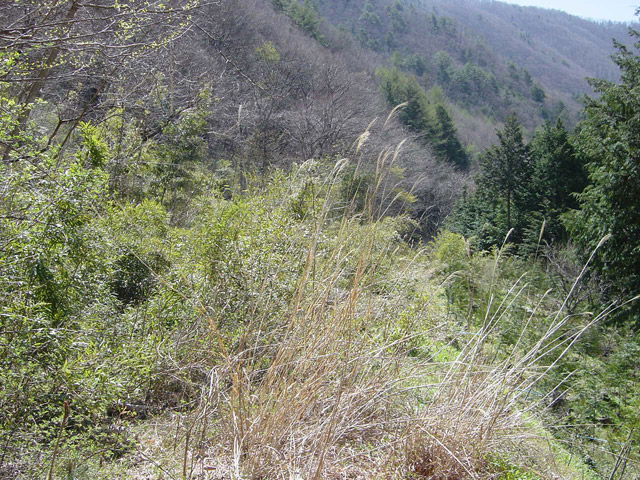 �ؑ]�X�ѓS�������,�ѓS,�p����,�V��,�c�я��O��,�Ȑ�