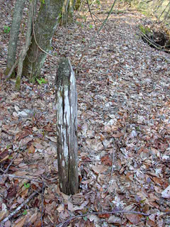 ����X�ѓS��,�ѓS,�p����,���ꑺ,����,�L���|�X�g,�؍މ^���O����