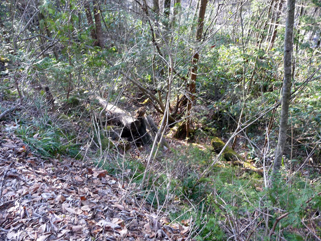 ����X�ѓS���u���I����ԏ�`����m����ԏ�v