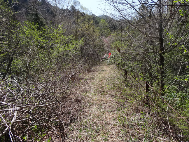 ����X�ѓS��,�p����,�ѓS,�y�Y�{�J����,�O����