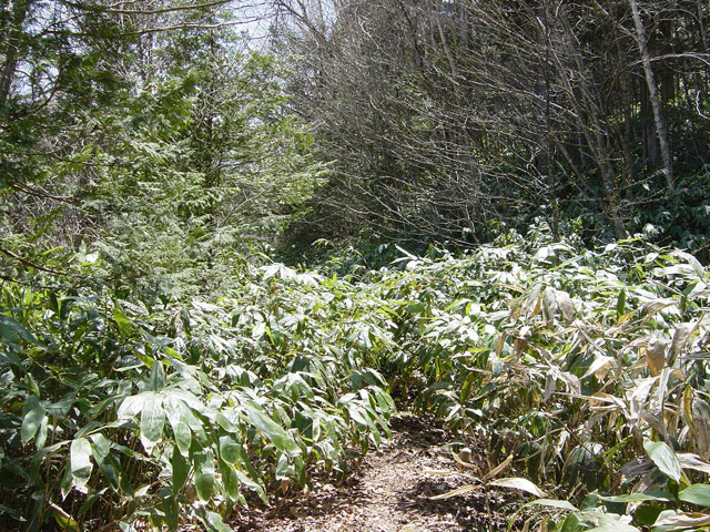 ����X�ѓS��,�p����,�ѓS,�O����,�ؑ]�X