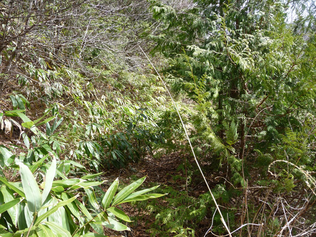 ����X�ѓS��,�p����,�ѓS,����,�p��,�ؑ]�X