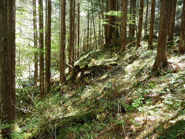 �X�ѓS��,�ѓS,�p����,���ґ��Ɛ�,�V��,�؋�,�؍މ^���O����