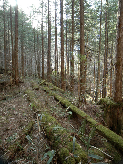 �X�ѓS��,�ѓS,�p����,���ґ��Ɛ�,�V��,�؋�,�؍މ^���O����