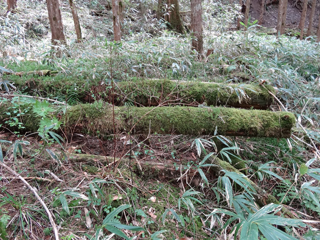 �ؑ]�X�ѓS��,�ѓS,�p����,���ґ��Ɛ�,�V��,�؋�,�包