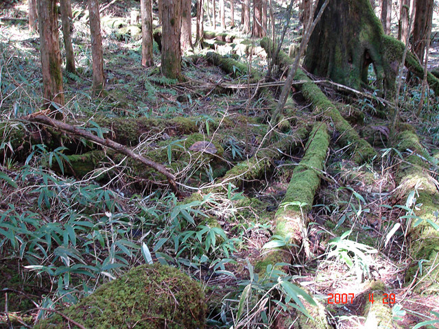 �ؑ]�X�ѓS��,�ѓS,�p����,���ґ��Ɛ�,�V��,�؋�,�؂芔