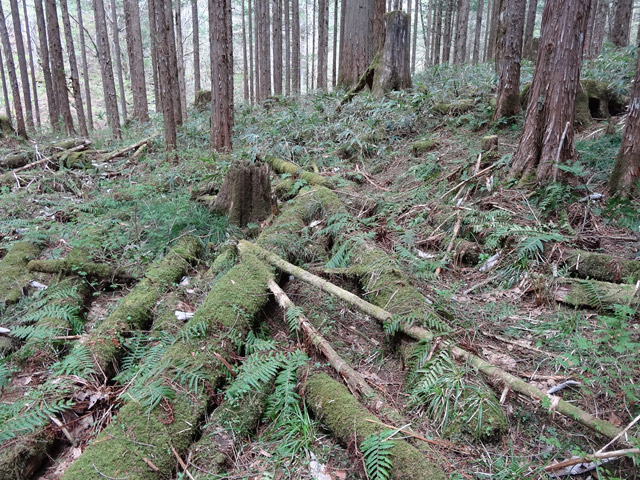 �X�ѓS��,�ѓS,�p����,���ґ��Ɛ�,�V��,�؋�,�؍މ^���O����