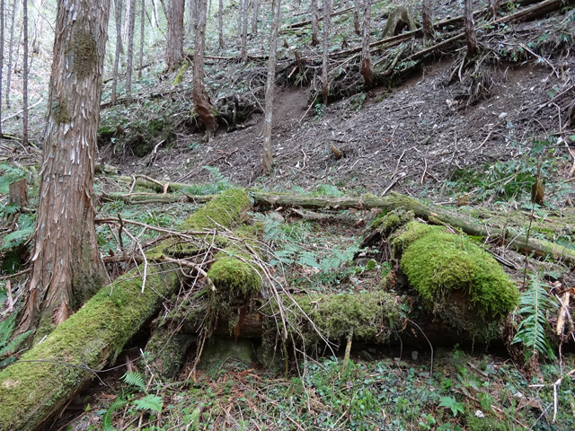 �X�ѓS��,�ѓS,�p����,���ґ��Ɛ�,�V��,�؍މ^���O����,�c�[