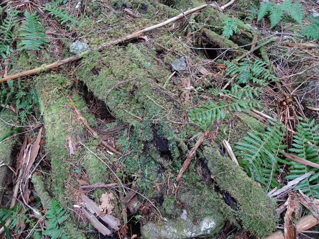 �X�ѓS��,�ѓS,�p����,���ґ��Ɛ�,����,��\,�c�[