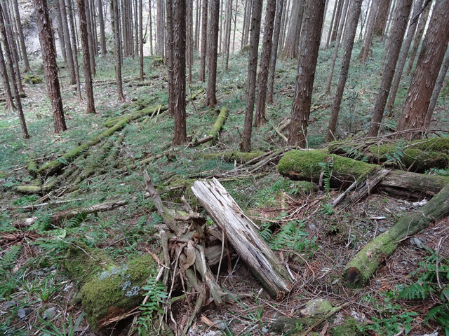 �X�ѓS��,�ѓS,�p����,���ґ��Ɛ�,�V��,��\,�c�[