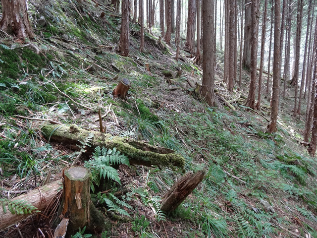 �ؑ]�X�ѓS��,�ѓS,�p����,���ґ��ƋO��,����,�x��,���ː�