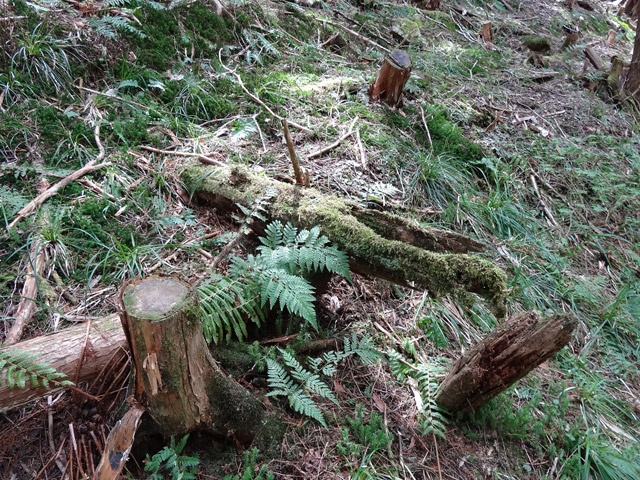 �X�ѓS��,�ѓS,�p����,���ґ��Ɛ�,�V��,����,�c�[,�ЎV